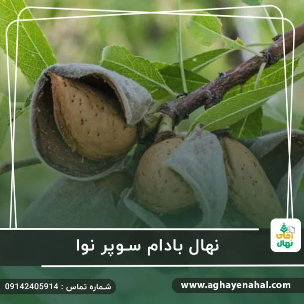 آقای نهال