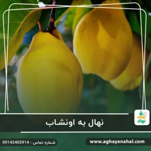 نهال به اونشاب