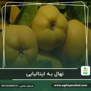 نهال به ایتالیایی
