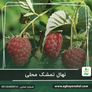 نهال تمشک محلی