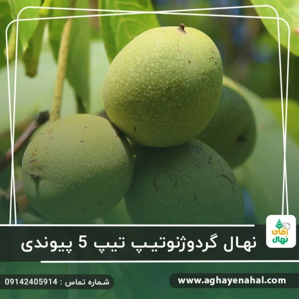 آقای نهال