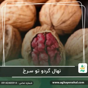 نهال گردو تو سرخ