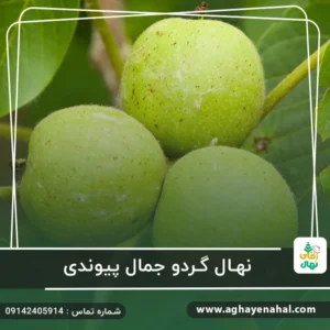 نهال گردو جمال پیوندی