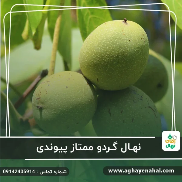 آقای نهال