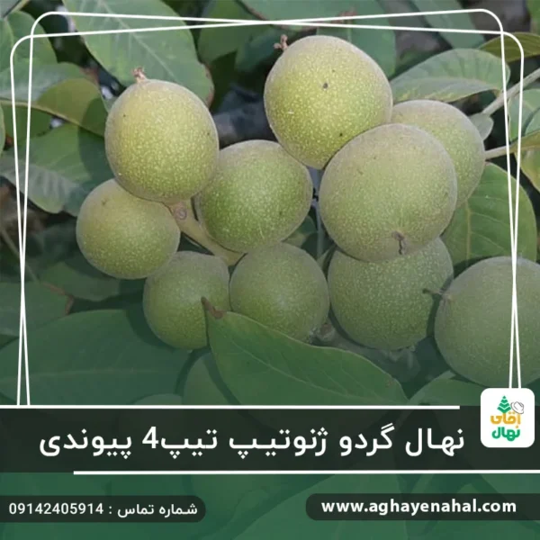 آقای نهال