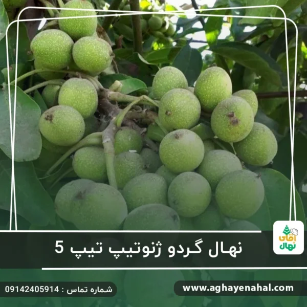 آقای نهال