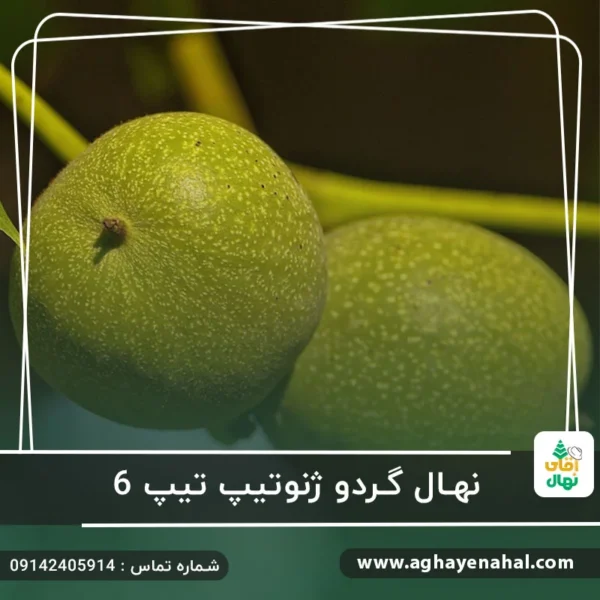 آقای نهال