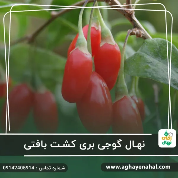 آقای نهال